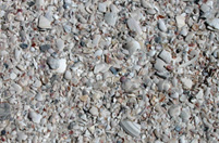 crushed sea shells